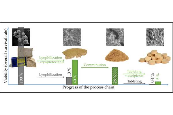 Along the process chain to probiotic tablets: evaluation of mechanical impacts on microbial viability