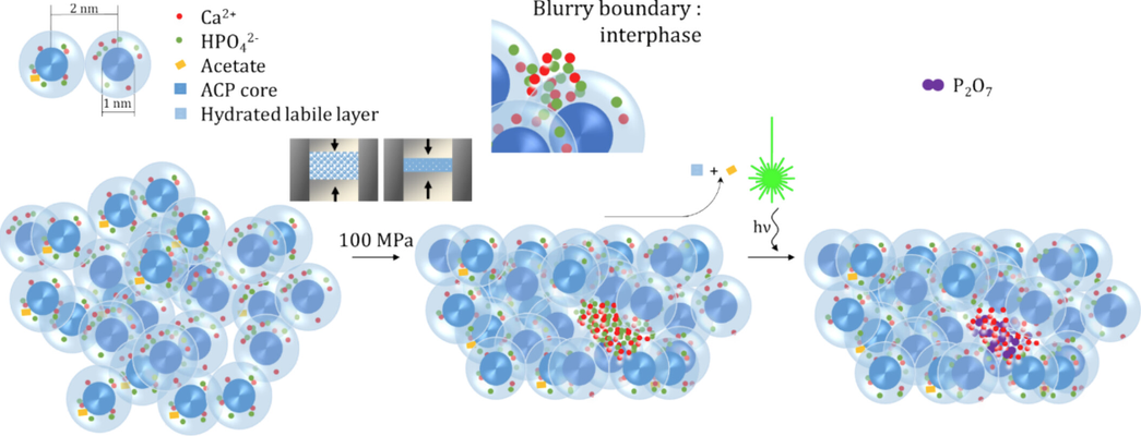 Beam‐Generated Sample Evolution to Emphasize Spatial Inhomogeneities: The Example of HPO <sub>4</sub> <sup>2−</sup> ‐Containing Amorphous Calcium Phosphate