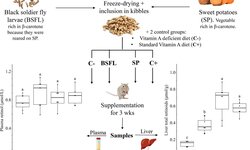 Bioaccumulated provitamin A in black soldier fly larvae is bioavailable and capable of improving vitamin A status of gerbils