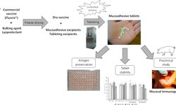 Development and pre-clinical evaluation in the swine model of a mucosal vaccine tablet for human influenza viruses: A proof-of-concept study