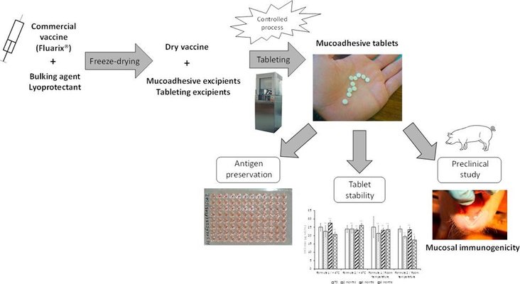 Development and pre-clinical evaluation in the swine model of a mucosal vaccine tablet for human influenza viruses: A proof-of-concept study