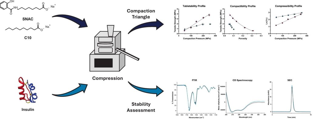 Direct compression peptide tablets: insights into the importance of permeation enhancer processibility and peptide stability