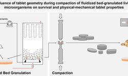 Does tablet shape and height influence survival of fluidized bed-granulated living microorganisms during compaction?