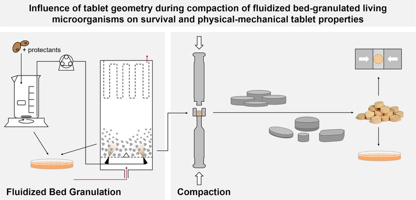 image Does tablet shape and height influence survival of fluidized bed-granulated living microorganisms during compaction?