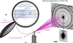 Exploring the possible relationship between the drug release of Compritol®-containing tablets and its polymorph forms using micro X-ray diffraction