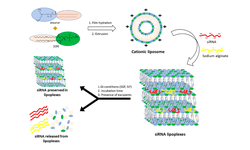 Fate of tableted freeze-dried siRNA lipoplexes in gastrointestinal environment