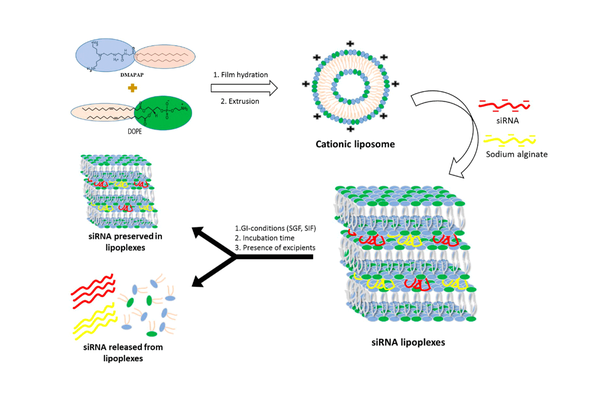 Fate of tableted freeze-dried siRNA lipoplexes in gastrointestinal environment