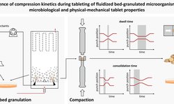 Influence of compression kinetics during tableting of fluidized bed-granulated microorganisms on microbiological and physical-mechanical tablet properties