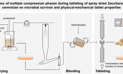 Influence of multiple compression phases during tableting of spray dried Saccharomyces cerevisiae on microbial survival and physical–mechanical tablet properties