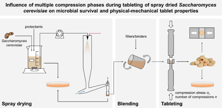 Influence of multiple compression phases during tableting of spray dried Saccharomyces cerevisiae on microbial survival and physical–mechanical tablet properties