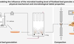 Modeling the influence of the microbial loading level of fluidized bed granules on physical–mechanical and microbiological tablet properties