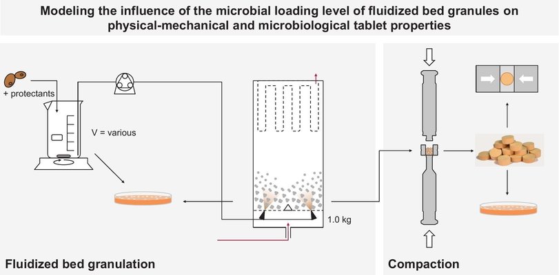 Modeling the influence of the microbial loading level of fluidized bed granules on physical–mechanical and microbiological tablet properties