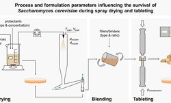 Process and formulation parameters influencing the survival of Saccharomyces cerevisiae during spray drying and tableting