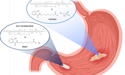 Salcaprozate-based ionic liquids for GLP-1 gastric delivery: A mechanistic understanding of in vivo performance