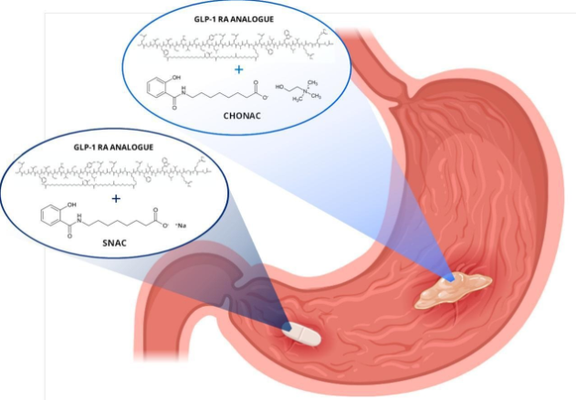 Salcaprozate-based ionic liquids for GLP-1 gastric delivery: A mechanistic understanding of in vivo performance