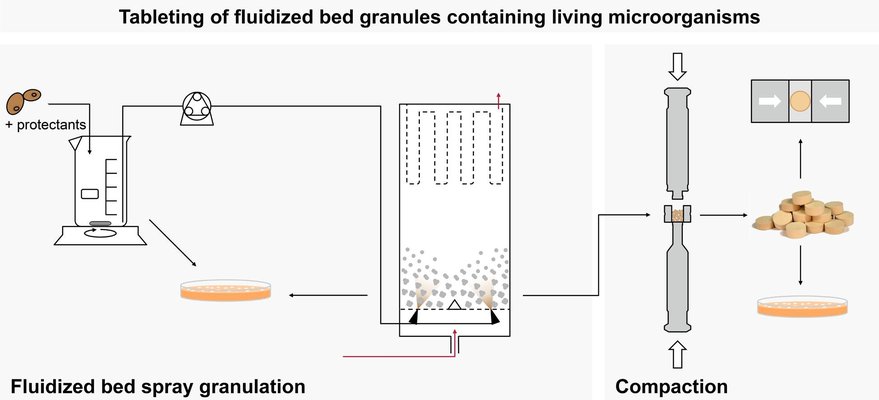 Tableting of fluidized bed granules containing living microorganisms